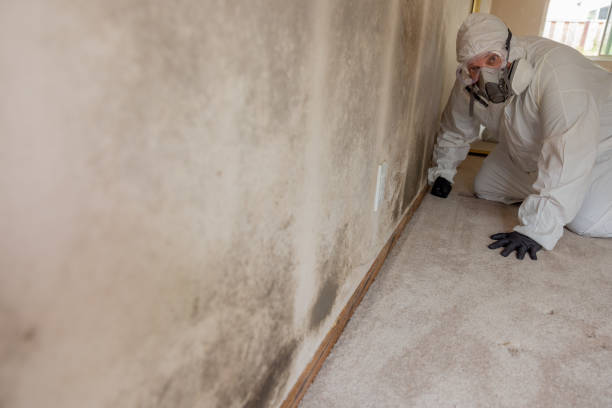  , USA Mold Removal Pros